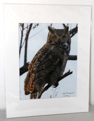 Great Horned Owl Wildlife Photo 8″ x 10″ in 11″ x 14″ Matte Signed by Kim Barry