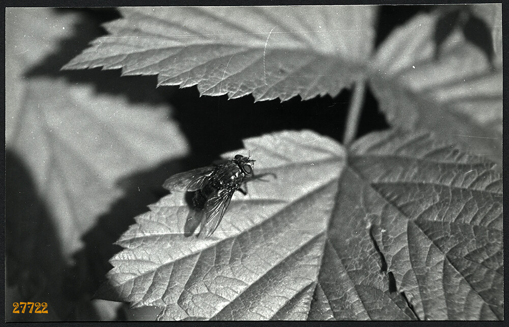 still life w fly, animals, unusual, Vintage fine art Photograph, 1960’s