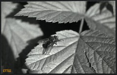 still life w fly, animals, unusual, Vintage fine art Photograph, 1960’s