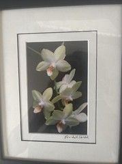 Floral Art Prints 35mm Photographs Framed Art Signed Randall Shedd Set Of 3