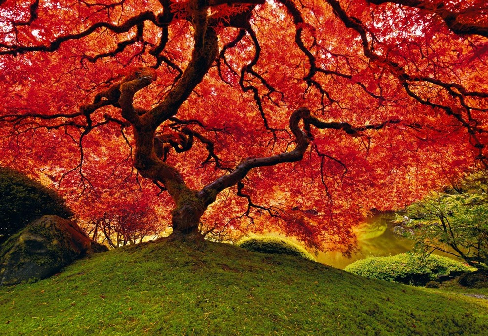Limited Edition «Tree of Life» by Peter Lik – oversized (1.5 M wide) 58″ x 39″