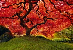 Limited Edition «Tree of Life» by Peter Lik – oversized (1.5 M wide) 58″ x 39″