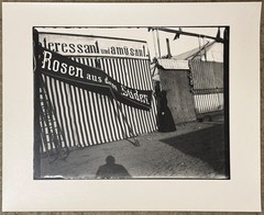 Heinrich Zille, the roses from the south, photograph from the estate, 1900/1997