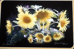 Sunflowers Double matted and framed Size 11 x 14 Original photography Giclee