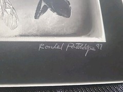 Rondal Partridge 1997 Signed Original Photograph 8 by 10 Insects in a Box