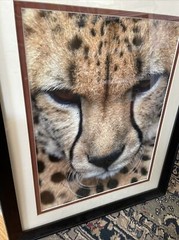 Wildlife Photography Cheetah/sandie Smith/18×22/framed