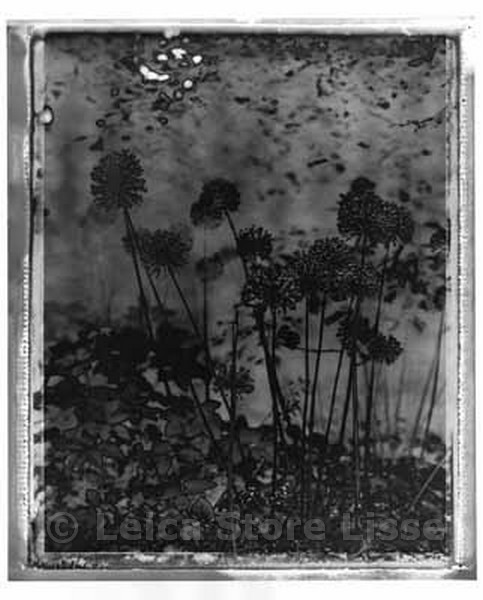 SIGNED DIBOND PICTURE » SOLARIZED FLOWERS » MADE BY TOP MODEL HELENA CHRISTENSEN