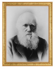 Charles Darwin Photograph in a Aged Gold Frame