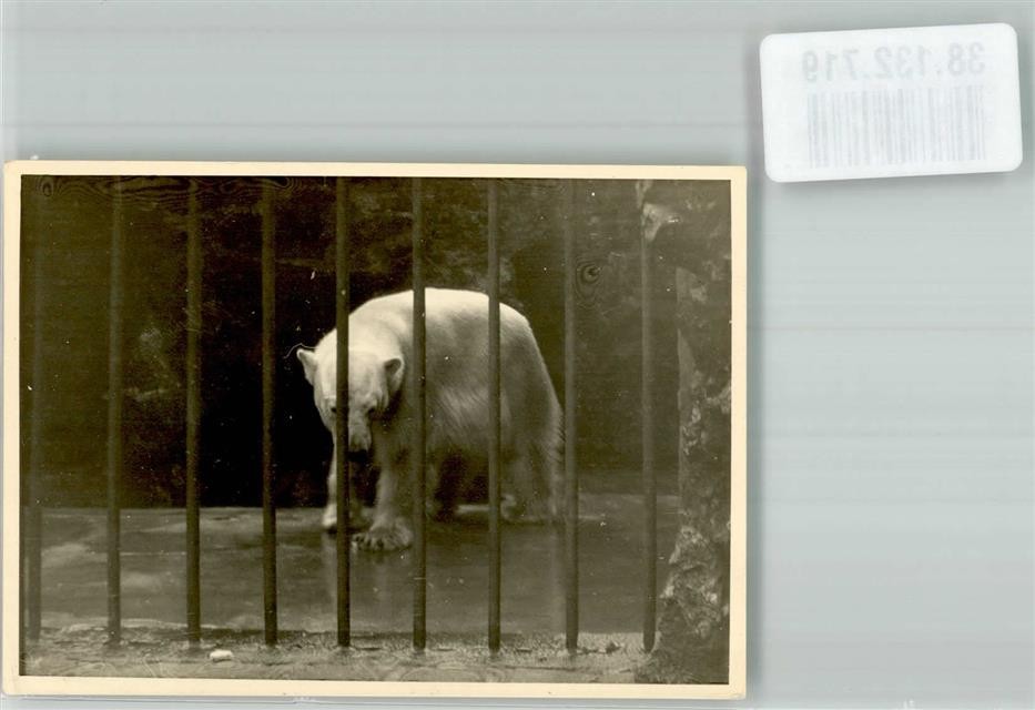 38132719 – A sad looking bear in his enclosure polar bear