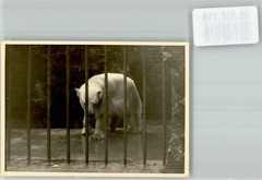 38132719 – A sad looking bear in his enclosure polar bear