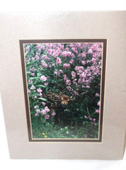 Keith Szafranski Wildlife Photo Art Print of Fawn in Flowers