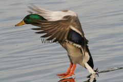 Mallard Duck Photo 1, Pick One Image – Various Sizes