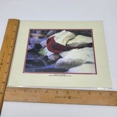 PHOTOGRAPHY Art Prints Lot 4 Vintage BIrds Birding Nature Photos – HW025