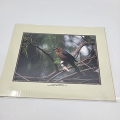 PHOTOGRAPHY Art Prints Lot 4 Vintage BIrds Birding Nature Photos – HW025