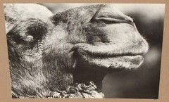 WERNHER KRUTEIN Fine Gallery Exhibition Original Photograph Happy Camel 1971