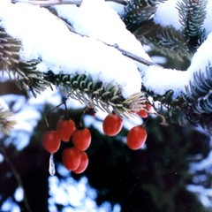 Original Winter Berries in Snow Photograph w/Mat Decorative Frame with Gold Trim