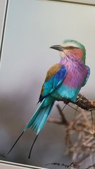 Thomas Mangelsen Jewel of the Serengeti signed numbered