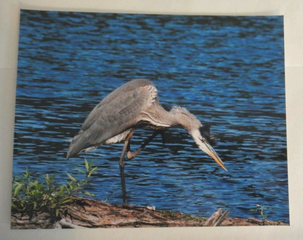 Incredible Blue Heron, 8×10 photo, Wildlife Photography by Christopher Mathein