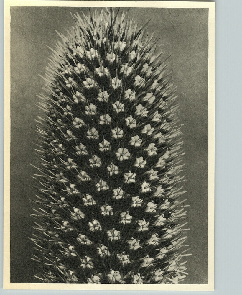 1942 Original BOTANICAL PLANT Queen-of-the-alps Flower Photo Art KARL BLOSSFELDT