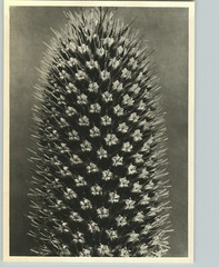 1942 Original BOTANICAL PLANT Queen-of-the-alps Flower Photo Art KARL BLOSSFELDT