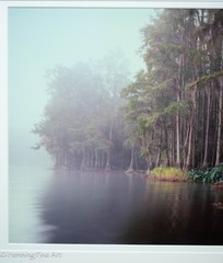 Jeff Ripple Signed Photograph of Misty Florida Cypress Tree Landscape 22×32″