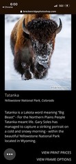Gary Soles Signed «Tatanka» Bison/Buffalo Color metal Print portrait 8 x 12