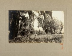 Signed Rudolf EICKEMEYER Spanish Mosses, 1921 Silver Print Photo