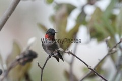 Hummingbird Photo, Pick One Image – Various Sizes