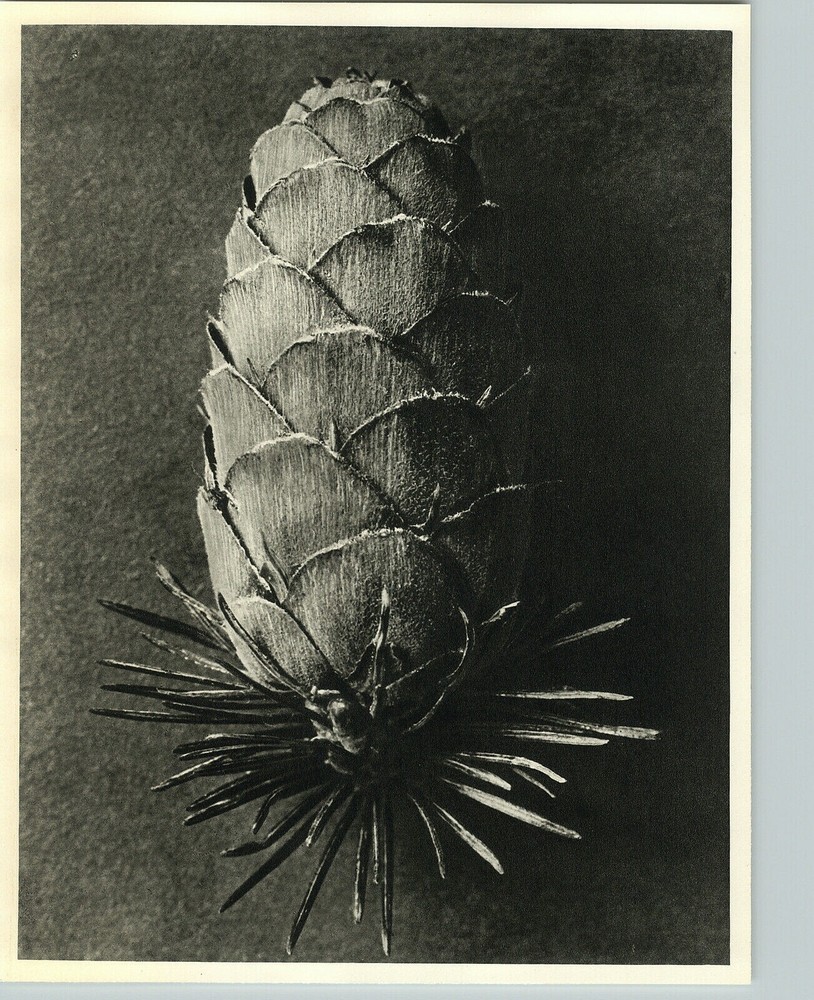 1942 Original BOTANICAL European Larch Tree PLANT Photo Art KARL BLOSSFELDT