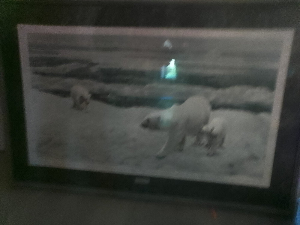 Framed Polar Bear Charles Frace S/N Proffessionslly Mat & Framed Numb. 110/200.