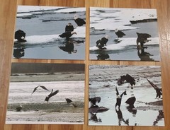American Bald Eagle Print Pictures Lot of 4 Convocation of Eagles Preserve 8×10