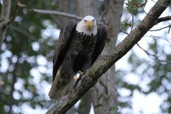 Eagle Photo, Pick One Image – Various Sizes