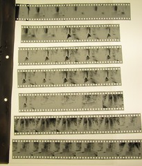 World’s Tallest Tree USA 1981 Wilfried Bauer Photographer 7 x Negative Stripes