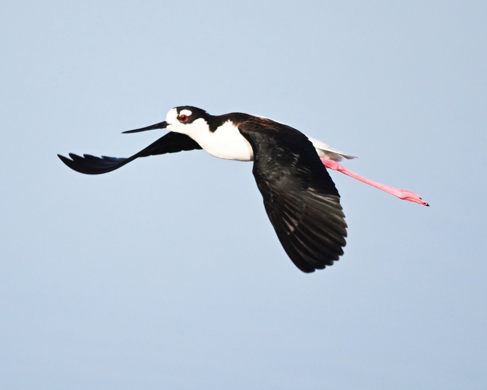 Color photographic print of a black-necked stilt in full flight (8×10)