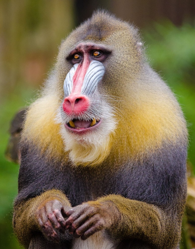 Mandrill Monkey Photograph 11×14 Print 11″x14″