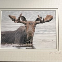 Lori A. Davis Signed Framed ‘Milton’ Moose Wildlife Giclée Photograph Color