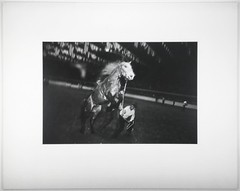 Garry WINOGRAND: Fort Worth, TX, 1974 / Rodeo COVER / VINTAGE /GWHN-13/ SIGNED