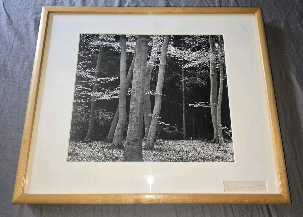 Brett Weston – Elm/Beech Forrest, Netherlands 1971 – Signed, Silver Photograph