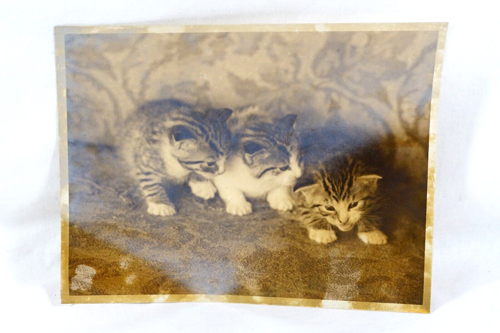 Cute Kittens Vintage 8×10 Photo Silver Gelatin Photograph