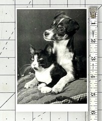 Sem Presser (1917-1986) Art Photo Print Card 1989 – Puppy & Tuxedo Cat Kitten
