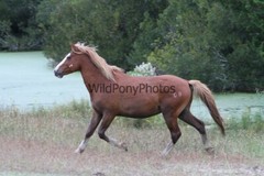 Chincoteague Pony Photo -Stallion – Ken – Pick One Image -Various Sizes