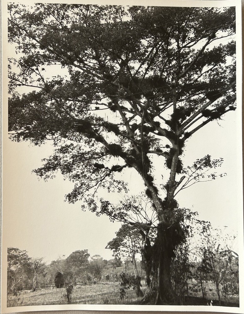 Mexico Travel Tree C1955 Vintage Analog Photograph P12L3N5