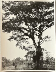 Mexico Travel Tree C1955 Vintage Analog Photograph P12L3N5