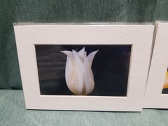New Lot of 4 Matted 5×7 Photo Fine Art Print Floral flower Tulip White Red