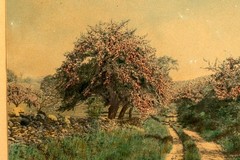 Wallace Nutting Antique 1920’s Hand Colored Photo, The Beauty of the Uplands
