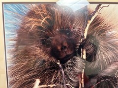 Breakfast in the Willows Porcupine Thomas Mangelsen Original Photo Grand Teton