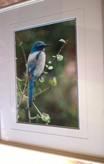 Thomas Mangelsen COLOR OF THE SKY SCRUB JAY Framed Signed Photographic Art Print