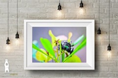 Daring Jumping Spider – Fine Art Macro Photography Prints – by Bear8Photo