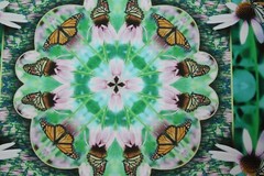 Monarch Collection Butterfly Collage Photo signed & numbered Print 9 1/2″x13″