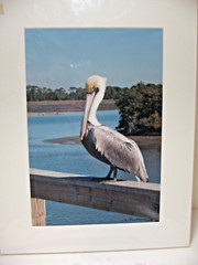 MATTED PHOTOGRAPHY Eastern Brown Pelican Color 11×14 Color by Larry Santucci
